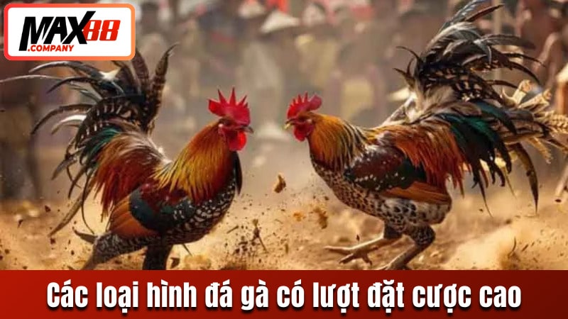 Các thể loại đá gà có lượt đặt cược nhiều nhất